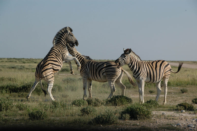 Etosha1