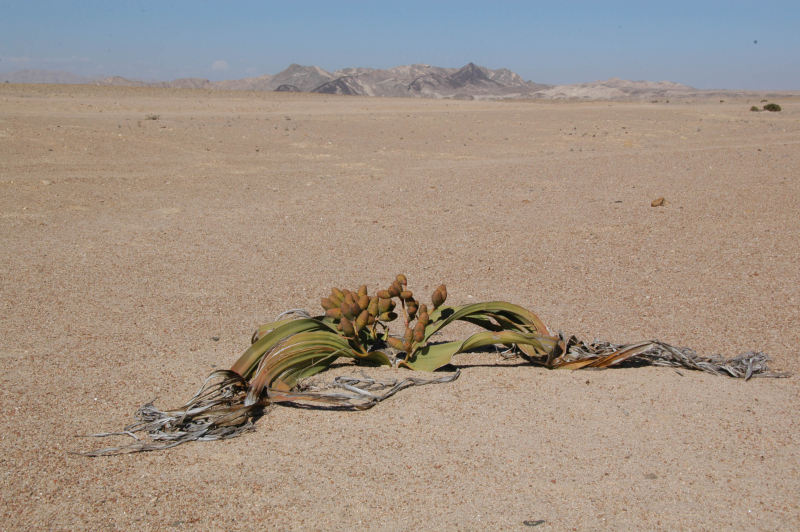 Swakopmund-welwitschia