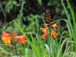 Ost-Kongo, Vulkan Nyiragongo, Iridac Crocosmia Monbretia