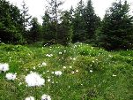 Nord-West-Slowakei, Mala-Fatra, Wenn das Wollgras blüht schneit bei uns auch im Sommer