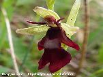 Nord-West-Slowakei, Mala-Fatra, Fliegen Ragwurz - Ophrys Insectifera