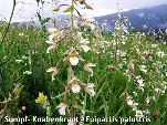 Nord-West-Slowakei, Mala-Fatra, Sumpf Knabenkraut - Epipactis Palustris