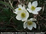Nord-West-Slowakei, Mala-Fatra, Narzissenblütiges Windröschen - Anemone Narcissiflora