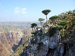 Jemen<br>Insel Sokotra<br>Dracaena Cinnabari