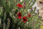 Insel Sokotra (Jemen)<br><br>Caralluma Socotrana