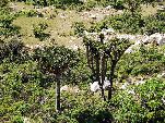 Jemen<br>Insel Sokotra<br>Dracaena Cinnabari