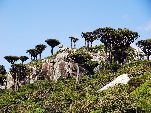 Jemen<br>Insel Sokotra<br>Dracaena Cinnabari