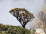 Jemen<br>Insel Sokotra<br>Dracaena Cinnabari