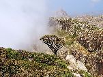 Jemen<br>Insel Sokotra<br>Dracaena Cinnabari