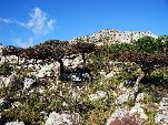 Jemen<br>Insel Sokotra<br>Commiphora Socrotrana