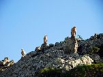 Jemen<br>Insel Sokotra<br>