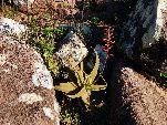 Jemen<br>Insel Sokotra<br>Aloe Perryi
