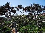 Jemen<br>Insel Sokotra<br>Euphorbia Arbuscula