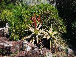 Jemen<br>Insel Sokotra<br>Aloe Perryi