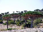 Jemen<br>Insel Sokotra<br>