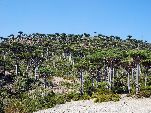 Jemen<br>Insel Sokotra<br>