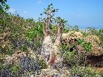 Jemen<br>Insel Sokotra<br>