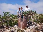 Jemen<br>Insel Sokotra<br>Adenium Socrotranumi