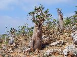 Jemen<br>Insel Sokotra<br>Adenium Socrotranum