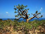 Jemen<br>Insel Sokotra<br>