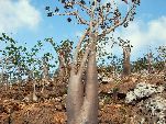 Jemen<br>Insel Sokotra<br>Adenium Socrotranum