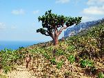 Jemen<br>Insel Sokotra<br>
