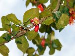 Jemen<br>Insel Sokotra<br>Punica Protopunica