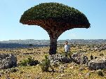 Jemen<br>Insel Sokotra<br>Dracaena Cinnabari