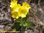 Nord-West-Slowakei, Mala-Fatra, Aurikel - Primula Auricula