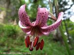 Nord-West-Slowakei, Mala-Fatra, Türkenbund- Lilie Lilium Martagon