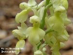 Nord-West-Slowakei, Mala-Fatra, Blaßes Knabenkraut- Orchis Pallens