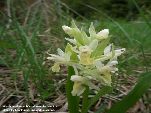 Nord-West-Slowakei, Mala-Fatra, Holunder Knabenkraut - Dactylorhiza Sambucina