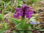 Nord-West-Slowakei, Mala-Fatra, Kleines Knabenkraut - Orchis Morio