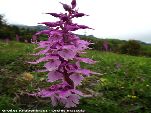 Nord-West-Slowakei, Mala-Fatra, Großes Knabenkraut - Orchis Mascula
