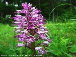 Nord-West-Slowakei, Mala-Fatra, Helm Knabenkraut - Orchis Militaris