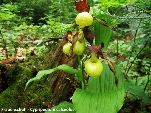 Nord-West-Slowakei, Mala-Fatra, Frauenschuh - Cypripedium Calceolus
