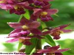 Nord-West-Slowakei, Mala-Fatra, Braunrote Stendelwurz - Epipactis Atrorubrns