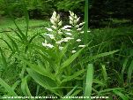 Nord-West-Slowakei, Mala-Fatra, Langblättriges Waldvögelein - Cephalanthera Longifolia