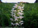 Nord-West-Slowakei, Mala-Fatra, Weiße Waldhyazinthe - Platanthera Bifolia