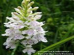 Nord-West-Slowakei, Mala-Fatra, Fuchßches Knabenkraut - Dactylorhiza Fuchsii Sooana