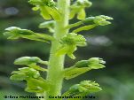 Nord-West-Slowakei, Mala-Fatra, Grüne Hohlzunge - Coeloglossum Viride