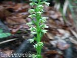 Nord-West-Slowakei, Mala-Fatra, Honigorchis oder - Gewöhnliche Einknolle Herminium Monorchis