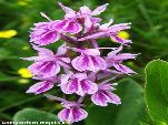 Nord-West-Slowakei, Mala-Fatra, Bastardierende Dactylorhiza