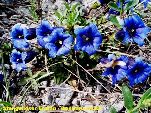 Nord-West-Slowakei, Mala-Fatra, Stengelloser Enzian - Gentiana Clusii