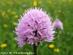 Nord-West-Slowakei, Mala-Fatra, Kugelorchis - Traunsteinera Globosa