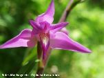 Nord-West-Slowakei, Mala-Fatra, Rotes Waldvögelein - Cephalanthera Rubra