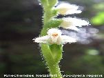 Nord-West-Slowakei, Mala-Fatra, Kriechendes Netzblatt - Goodyera Repens
