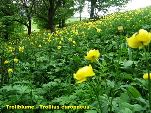 Nord-West-Slowakei, Mala-Fatra, Trollblume - Trollius Europaeus