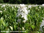 Nord-West-Slowakei, Mala-Fatra, Fieberklee - Menyanthes Trifoliata