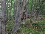 Nord-West-Slowakei, Mala-Fatra,